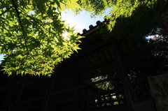 夏の光