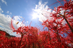 青空に彼岸花