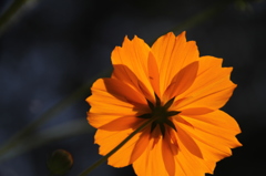 amber