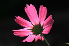 Una flor rosada 3