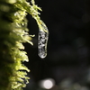 氷雫２