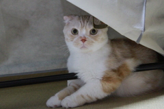 い、いや、拙者決して隠れておるわけではござらぬ