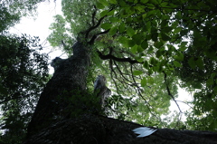 生田の森の巨木