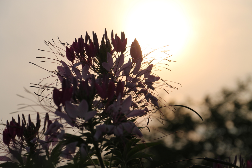 花　逆光