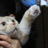 招き猫って何にゃーん？