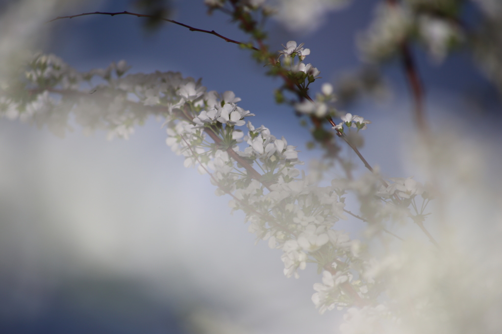 気が付けば庭は花ざかり１