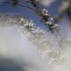 気が付けば庭は花ざかり１