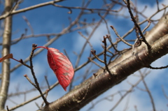 こんな桜もええのとちゃいますか