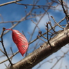 こんな桜もええのとちゃいますか