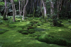 梅雨の名残１