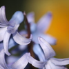気が付けば庭は花ざかり２