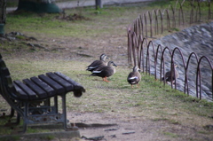 明石公園　かも