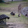 明石公園　かも
