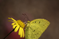 mariposa amarilla