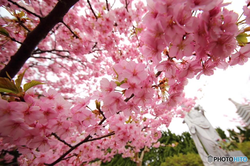 願わくは花の下にて