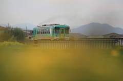 菜の花に北条鉄道３