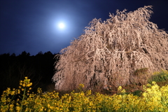 月と桜と菜の花