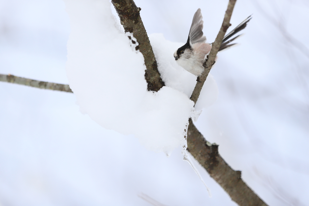 エナガの雪遊び