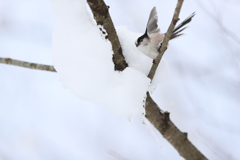 エナガの雪遊び