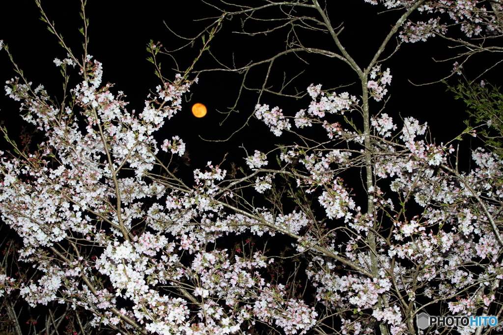桜と月