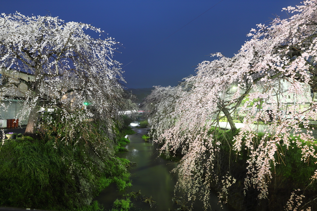 郷之谷川のしだれ夜桜