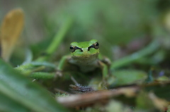 ニホンアマガエル