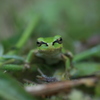 ニホンアマガエル