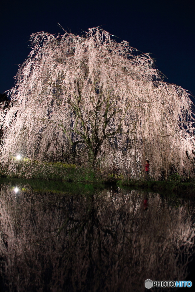 枝垂桜