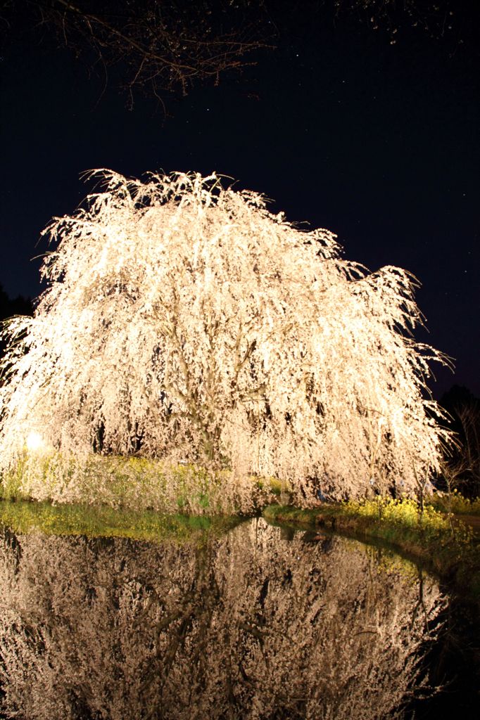 夜桜