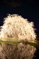 夜桜