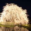 夜桜
