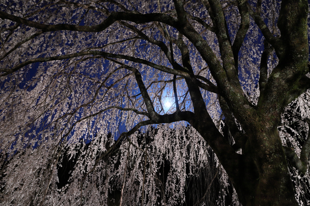 相野の桜と満月