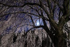 相野の桜と満月