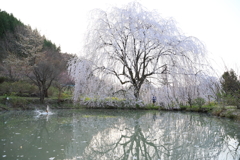 恋と池と桜