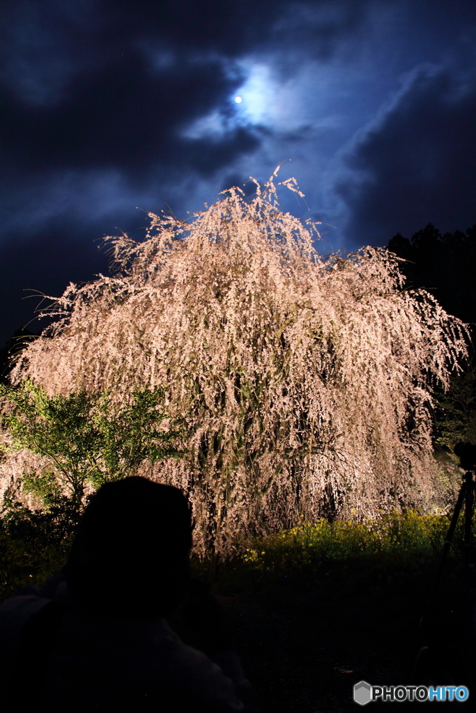 月夜に浮かぶ枝垂桜