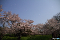 星と桜