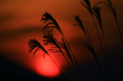 秋の夕陽