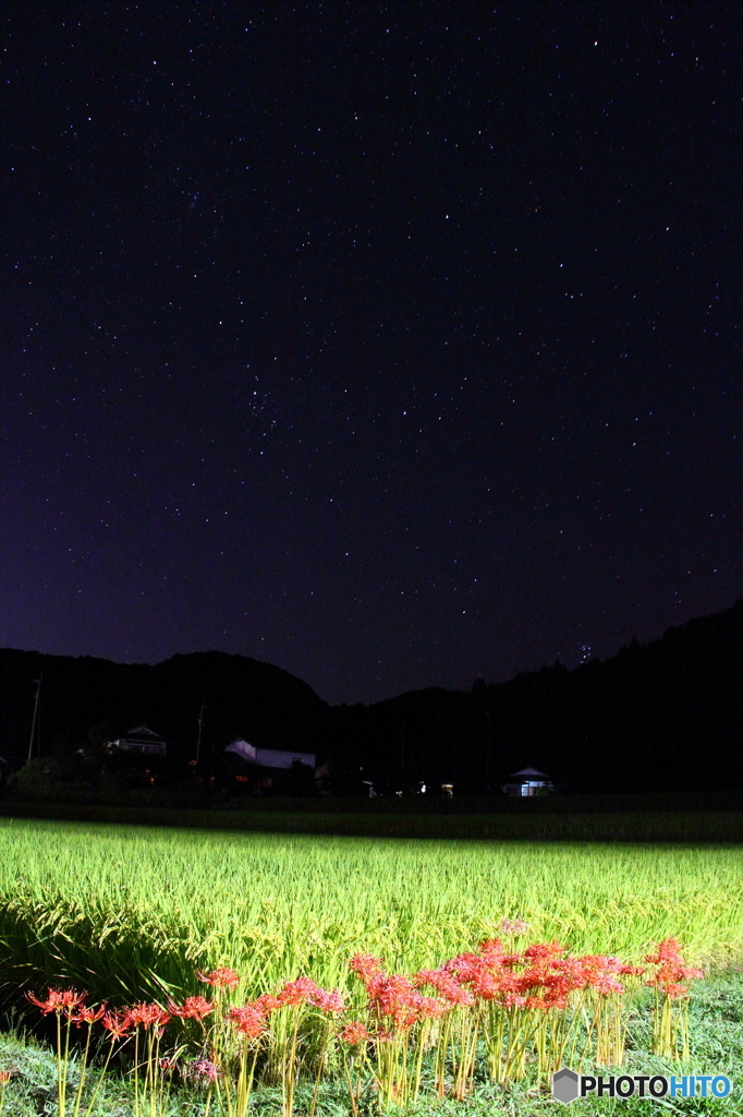 夜の田んぼ