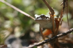 ニホンアマガエル