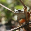 ニホンアマガエル