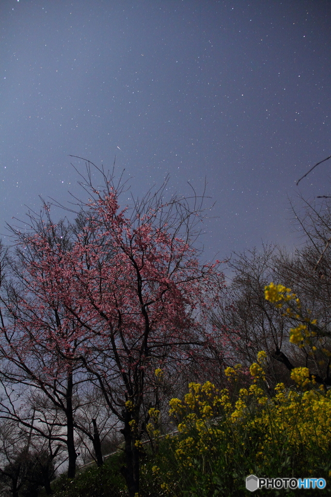 桜と菜の花と流れ星