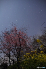 桜と菜の花と流れ星