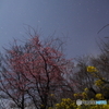 桜と菜の花と流れ星