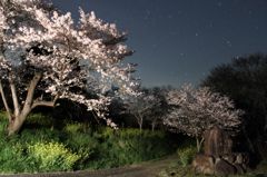 夜桜