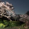 夜桜