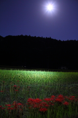 中秋の名月