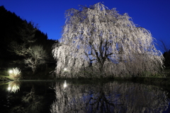 相野の夜桜