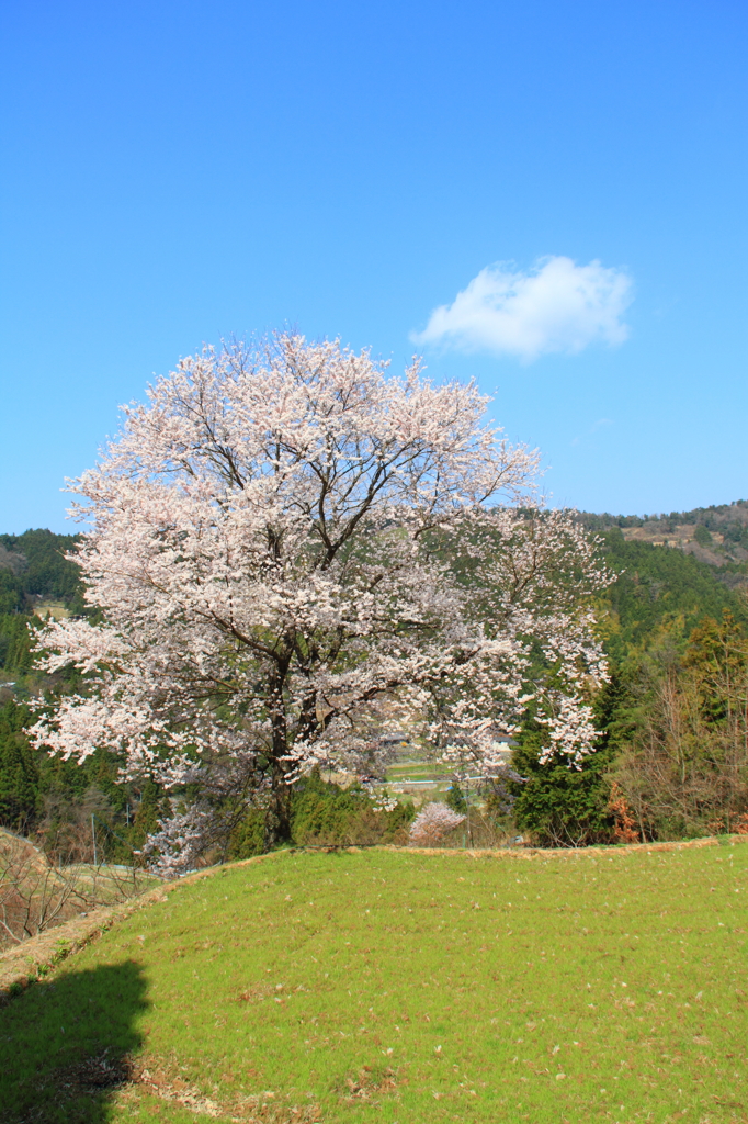 桜