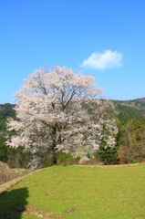 桜
