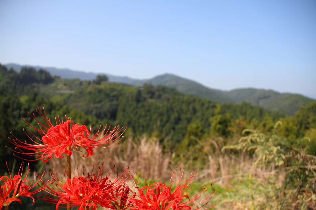 彼岸花